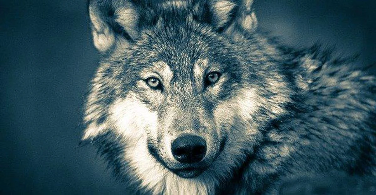 Here’s How Grey Wolves Survived The Extinction At The Last Ice Age