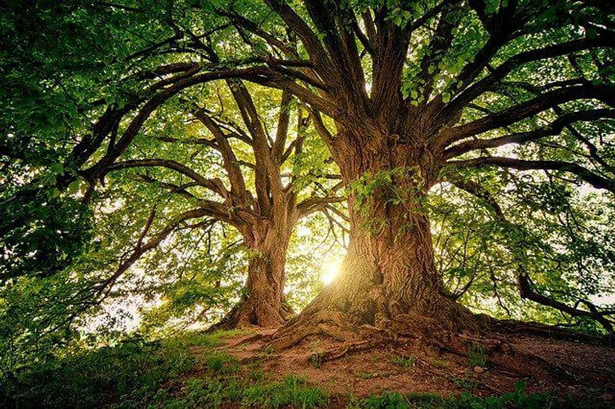 Japanese-Style Natural Forest Being Developed In Varanasi