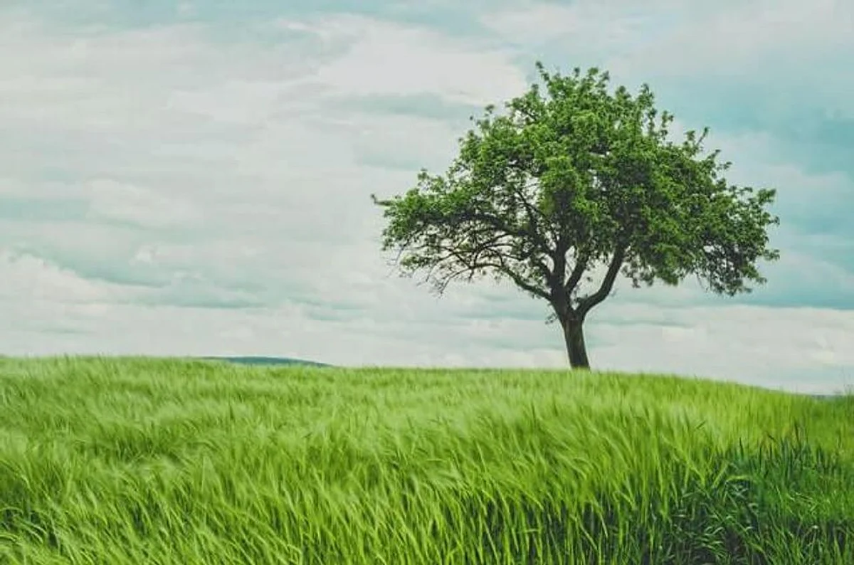 Report: Is India’s Green Recovery Green Enough ?
