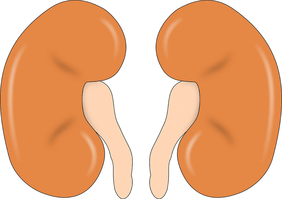 Ayurvedic Formulations Can Reduce Pathologic Damage Of The Kidneys: Study
