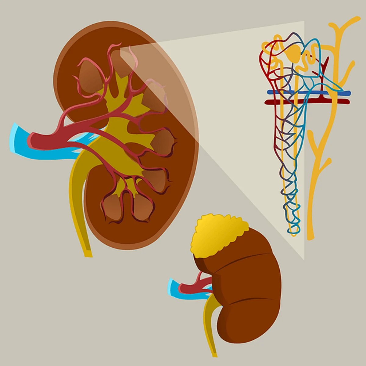 World Kidney Day: Discussing The Impact Of Kidney Disease And Health Problems