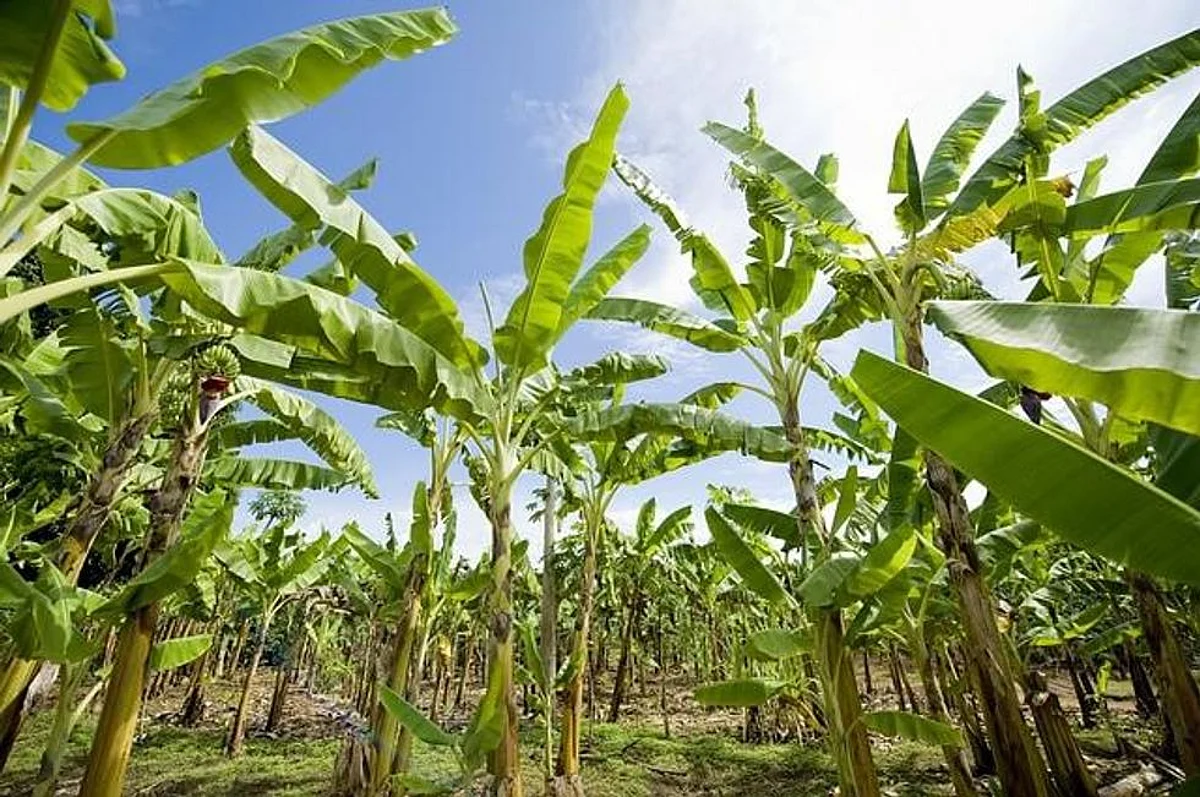 Farmers Discuss New Techniques To Improve Banana Cultivation