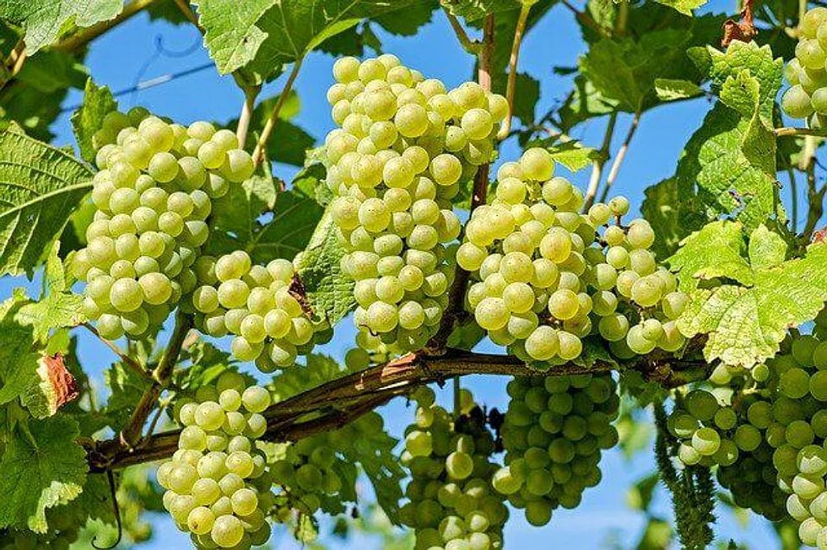 Study: Eating Grapes Protect Against Sunburn And Ultraviolet Skin Damage