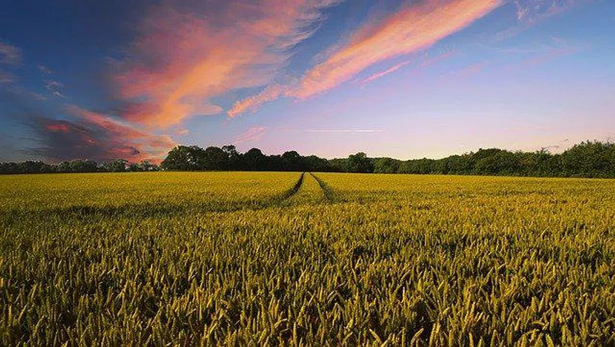 Crop Growth Can Be Improved By Using Fermented Food
