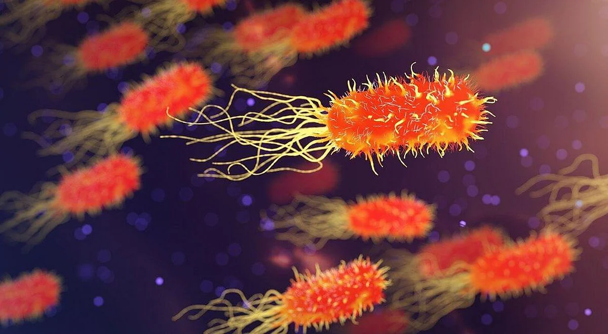 A Bacteria in Intestine Linked With IBS