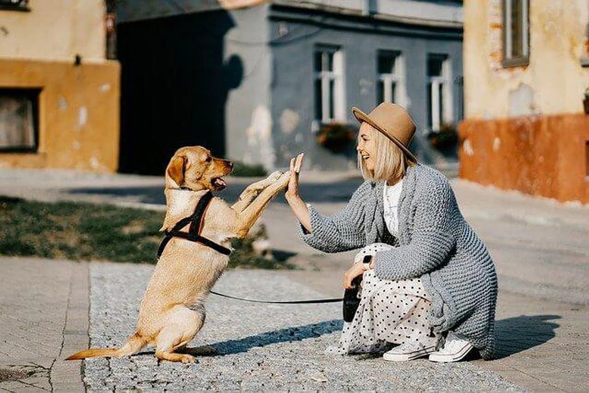 Few Points For Pet Parents To Keep In Mind