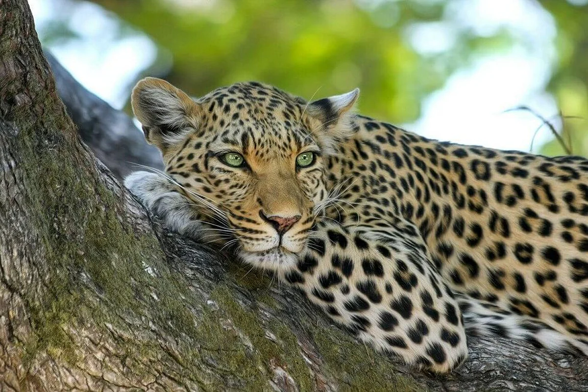 Climate Change Increases Risks of Diseases in Animals