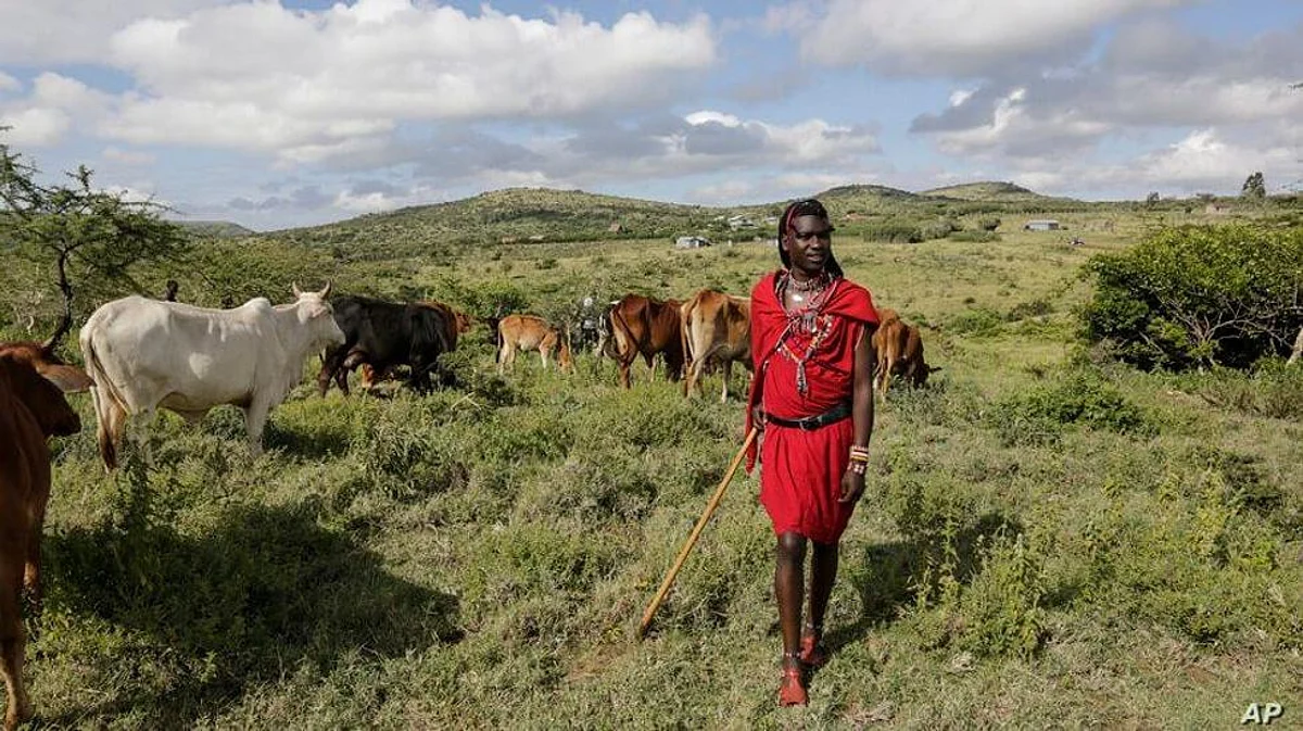 Pastoralists’ Contribution Significant But Overlooked