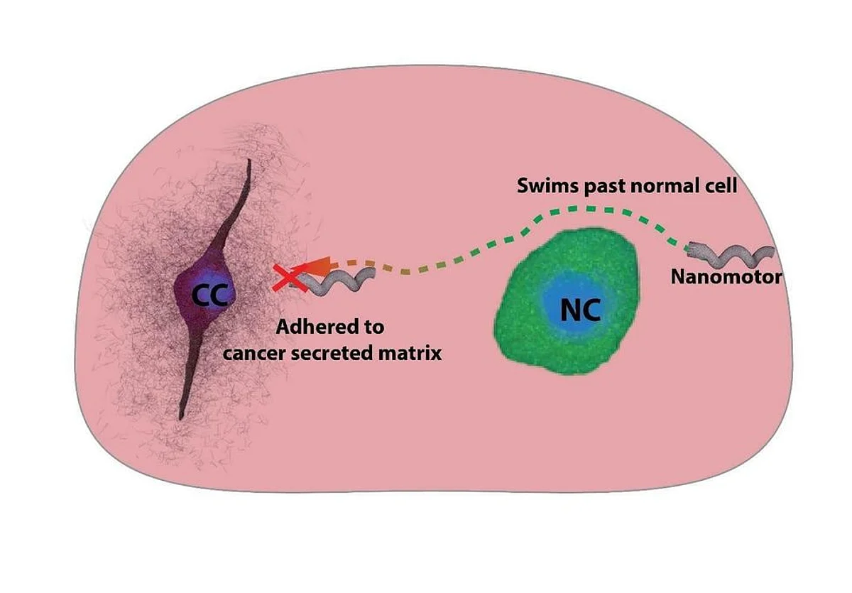 IISc Researchers Identify Cancer Cells Using a 3D Tumour Model, Nanomotors