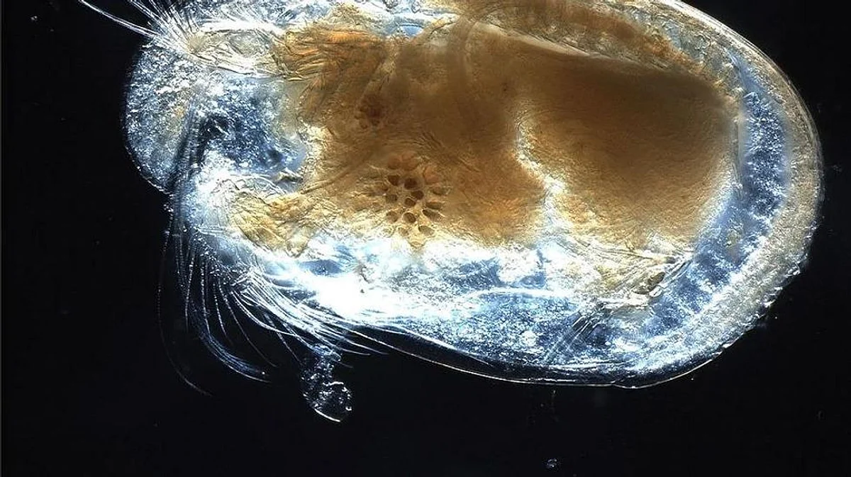 Scientists Find Oldest Specimen of Fossilized Giant Sperm