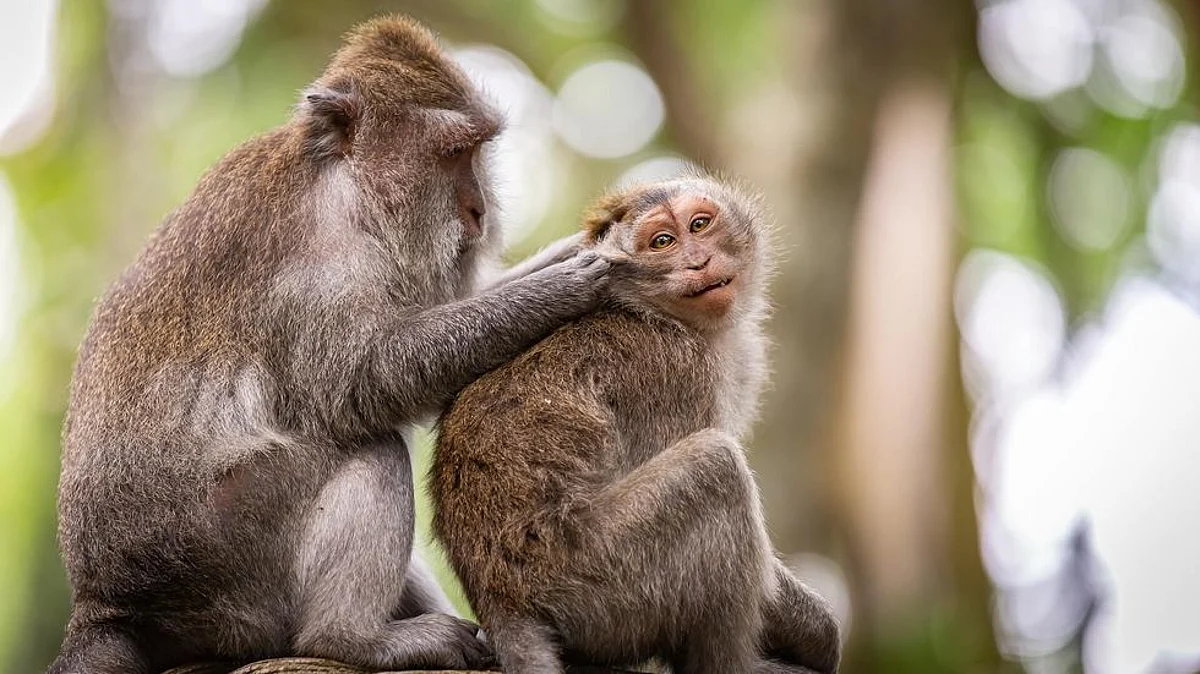 PETA Urges Health Ministry to Stop Capture, Use of Monkeys