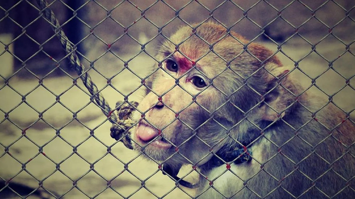 How Cruel Can Humans be Towards Animals?