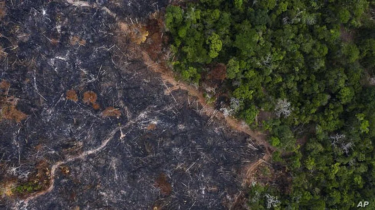Deforestation Rate In 2019 The Third-Largest in This Century