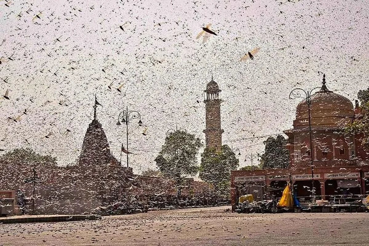 No Crops Damaged, Locust Control Operations on Full Swing: Centre