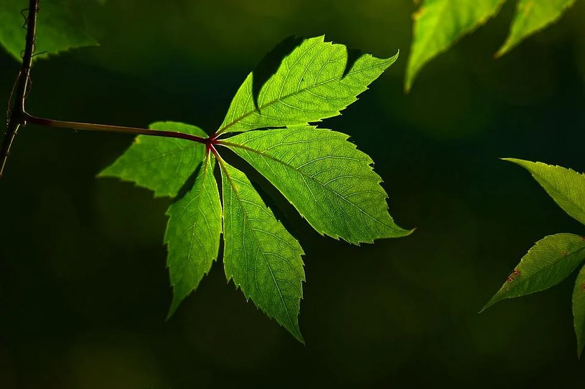Aromas Can Help Plants to Withstand Low Temperatures, Says Study
