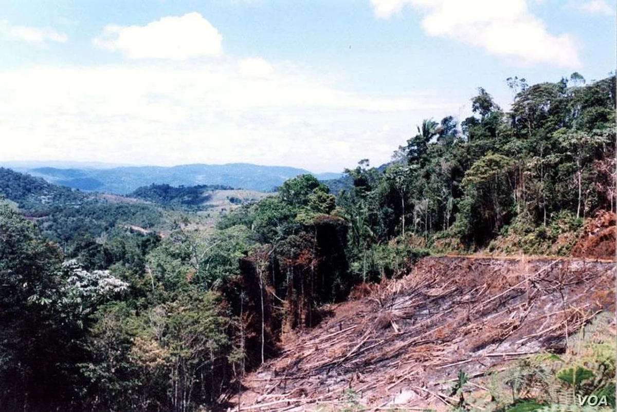 Brazil Rainforest Deforestation Jumps 67% in First Seven Months as Government Attacks Data
