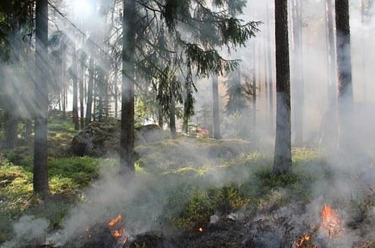 High Time To Worry! Burning Crops Not Just Causes Respiratory Diseases But Also Economic Loss of $ 30 Billion