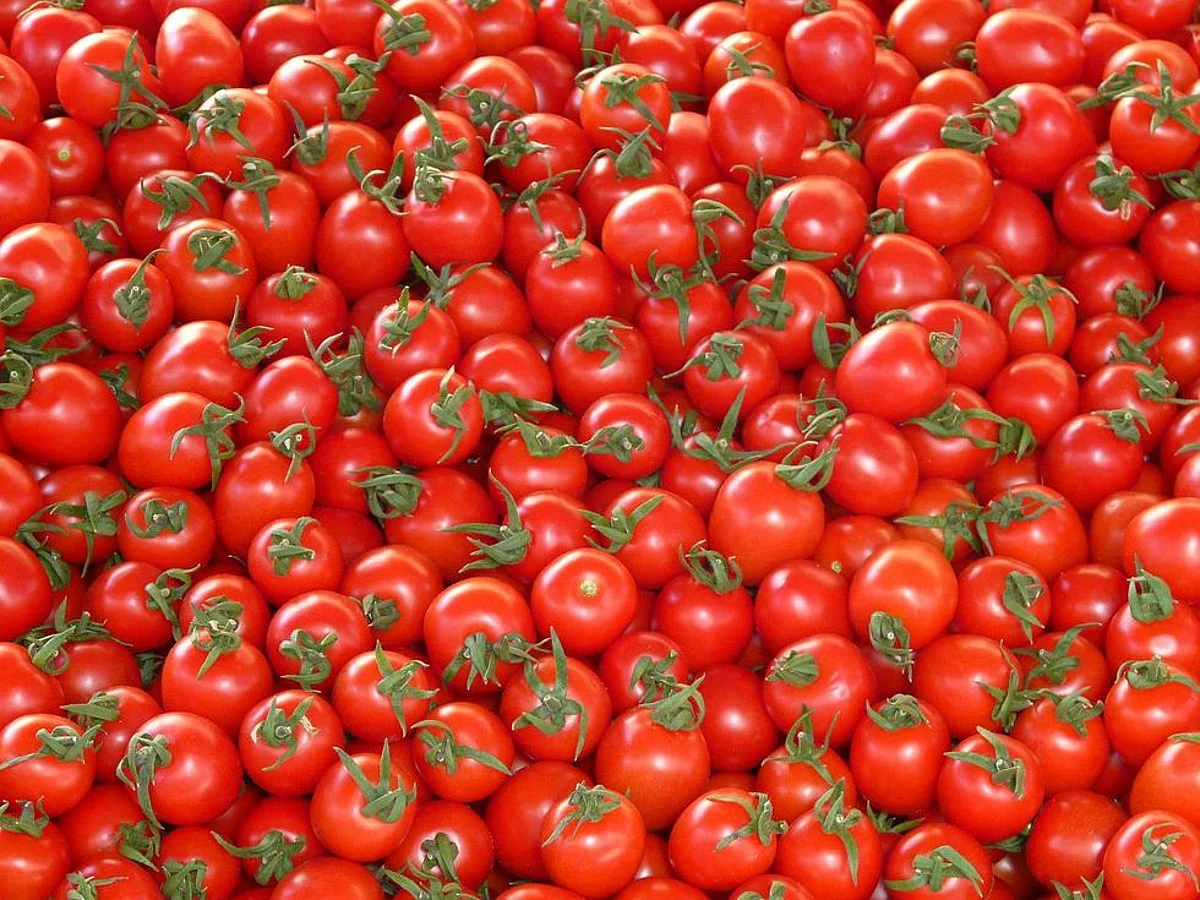 Consuming Tomatoes Can Help to Fight Liver Cancer, Inflammation