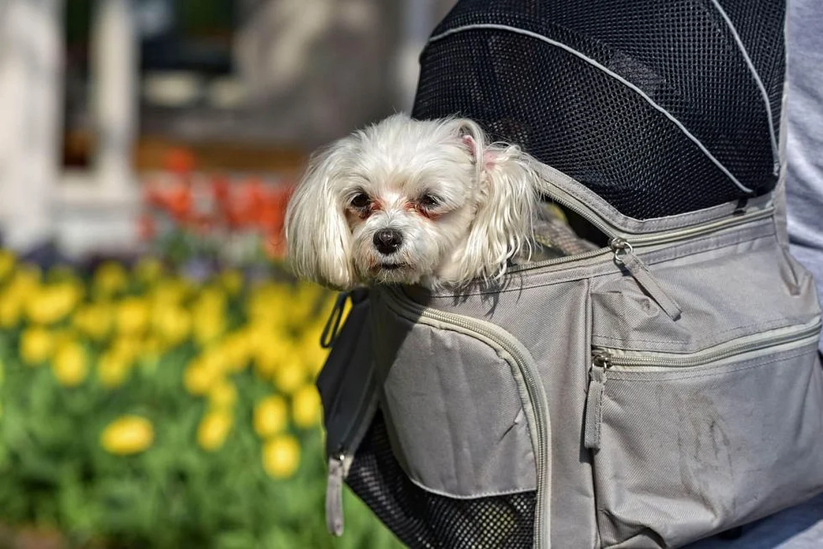 Children With Pets During Infancy Less Likely To Develop Allergies: Study
