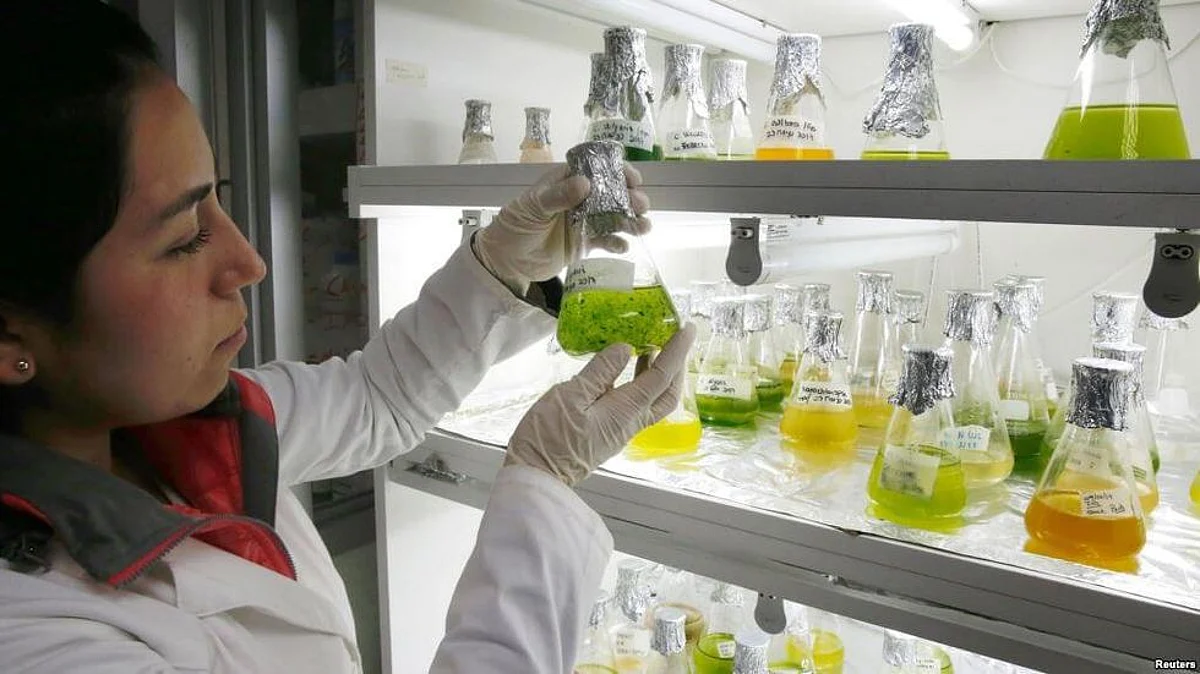 Clean Water And Clean Power Through Algae