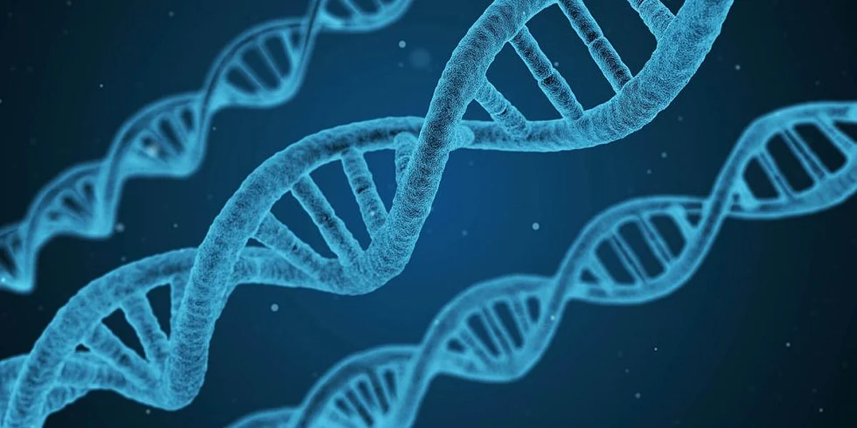 New DNA Tool to Predict People’s Height and Risk For Cancer