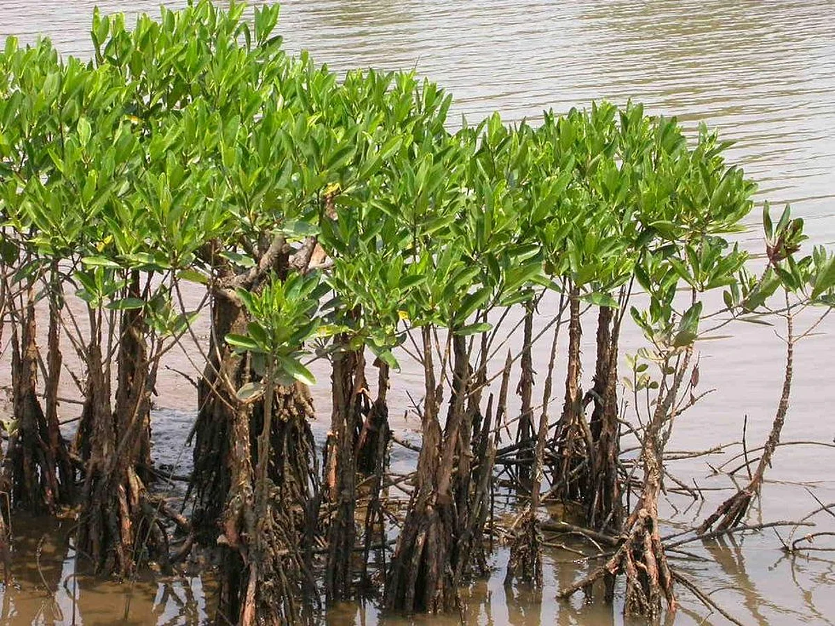 Now Vitamin B12 Can be Found in Plants as well