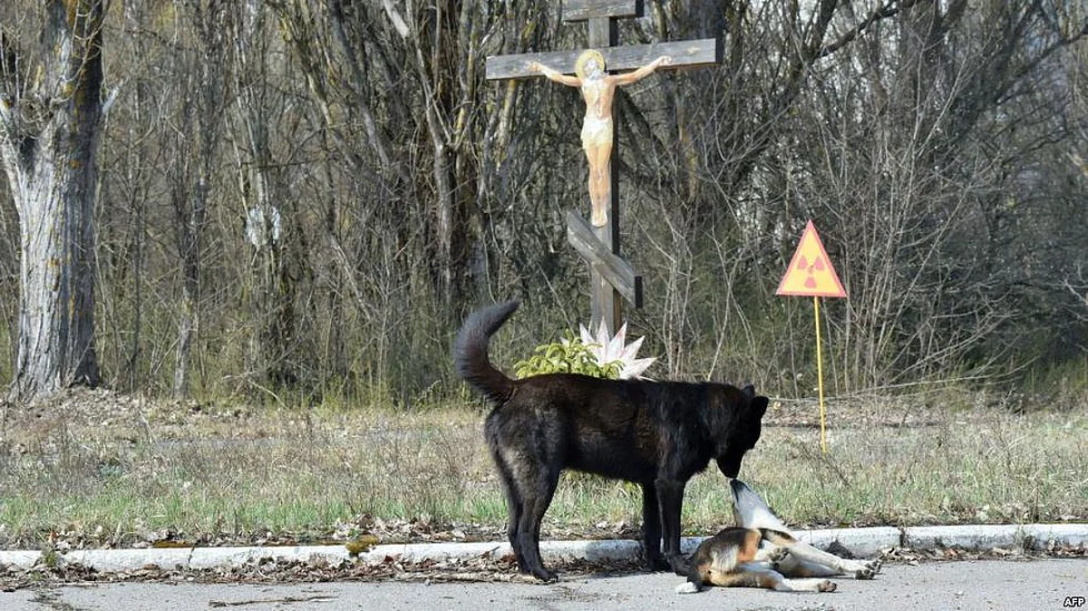 Chernobyl Nuclear Disaster: Stray Dogs Receive Treatment From a US-Based Team of Veterinarians