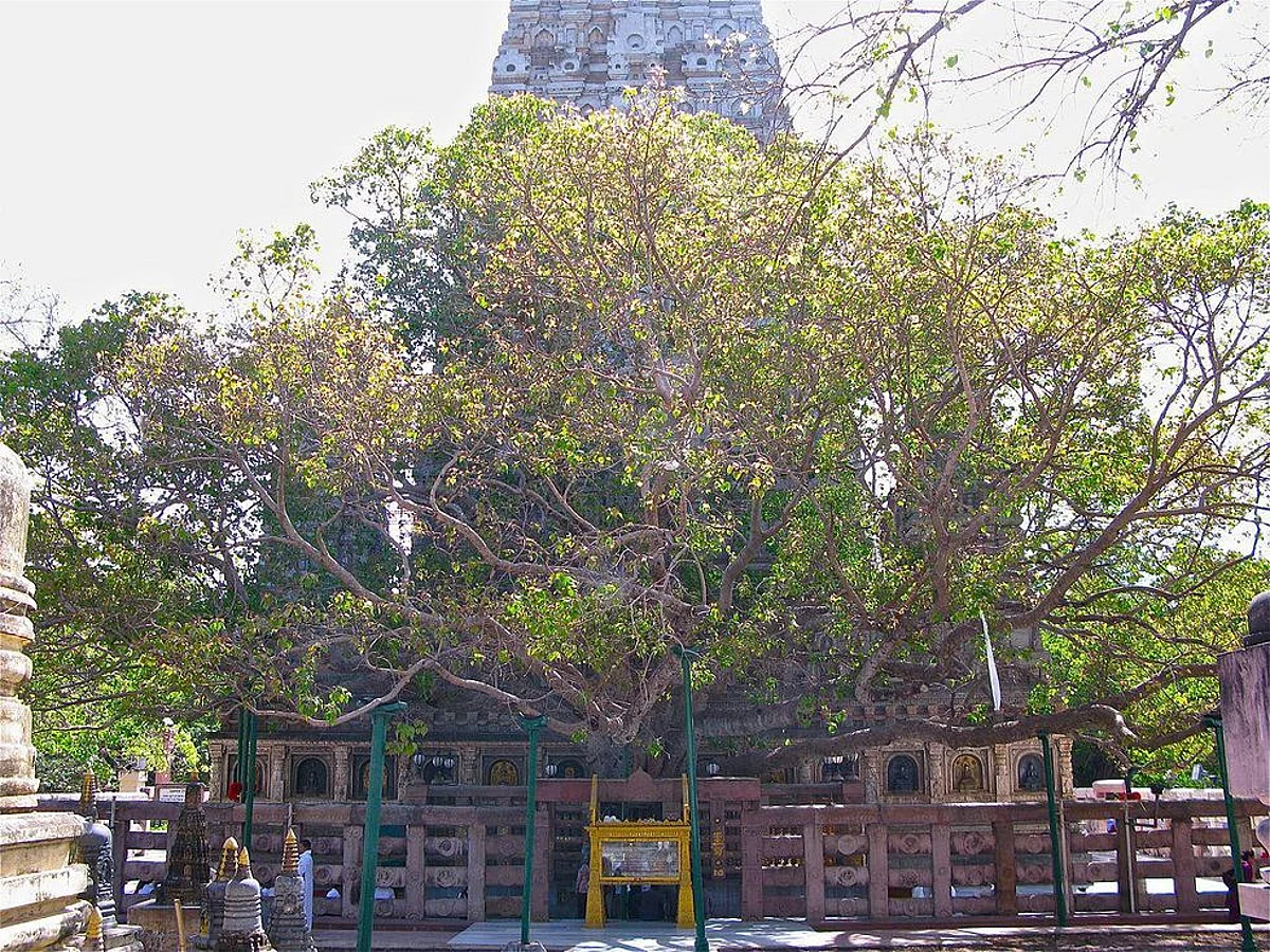 Sacred Trees in Hinduism