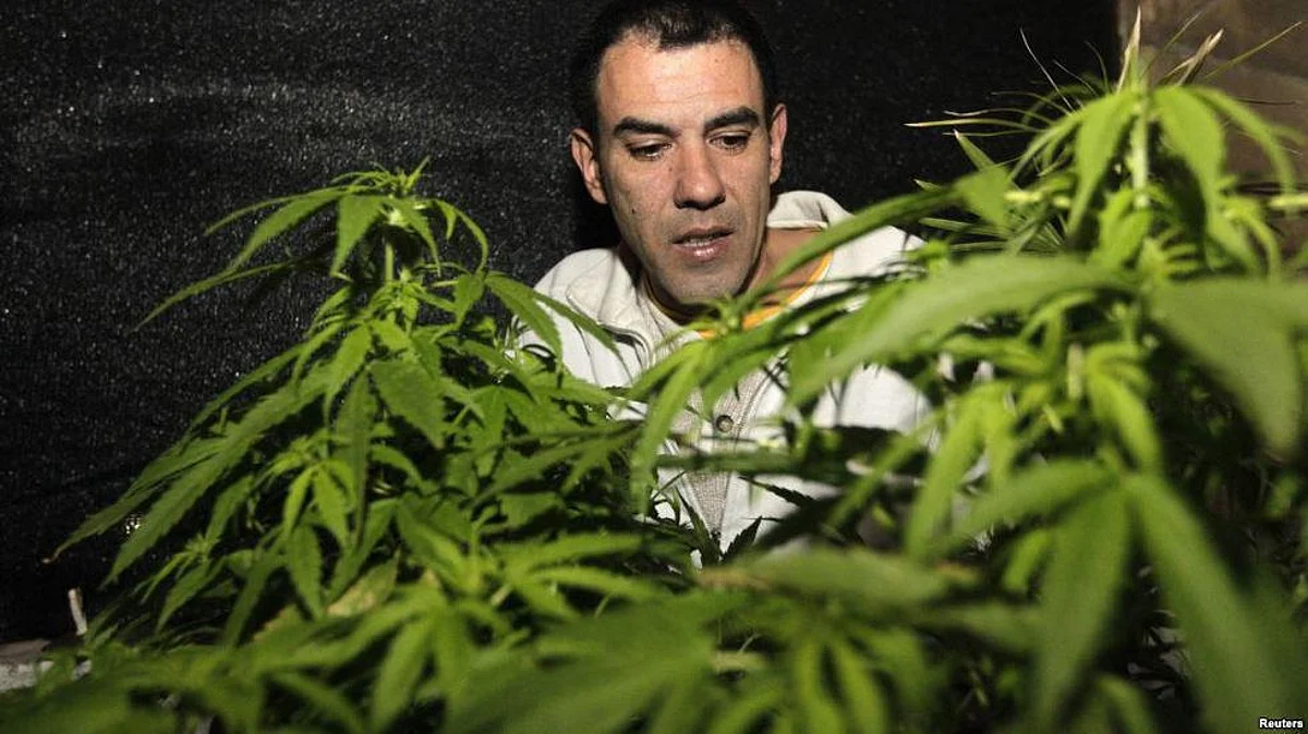 Uruguay’s 3-year process of legalizing recreational Cannabis consumption reaches its final stage