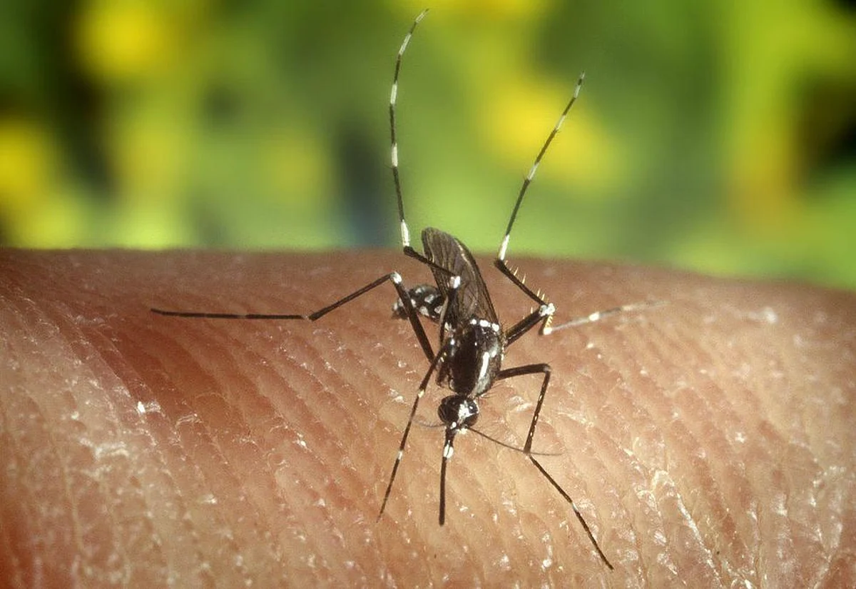 India and Africa are the next Destination for Malaria Parasites: Study
