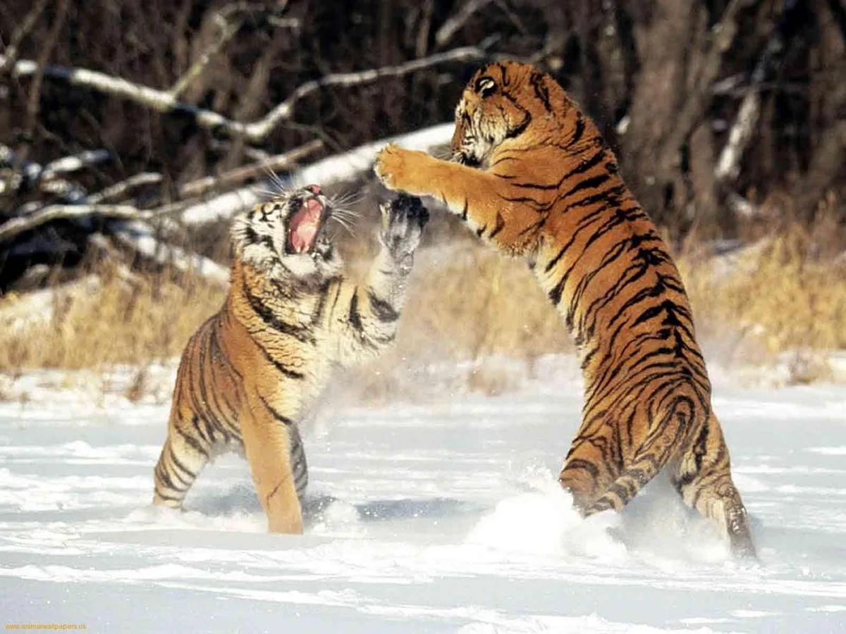 Infrared Cameras Capture Rare Wild Amur Leopards and Siberian Tigers in China