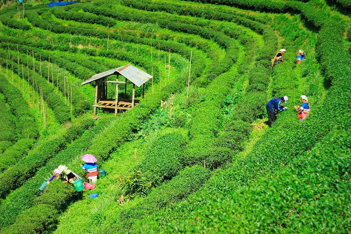 Demonetisation: Special Dispensation for Assam Tea Garden Labourers to ensure timely Payment of Wages