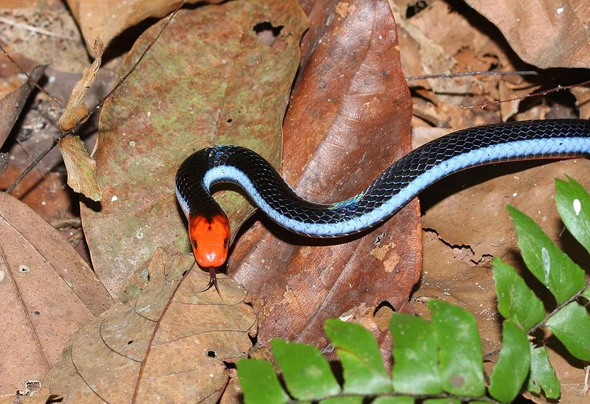 Blue coral Snake from South-East Asia with Powerful Venom can Treat Cancer and Cure Pain in Humans