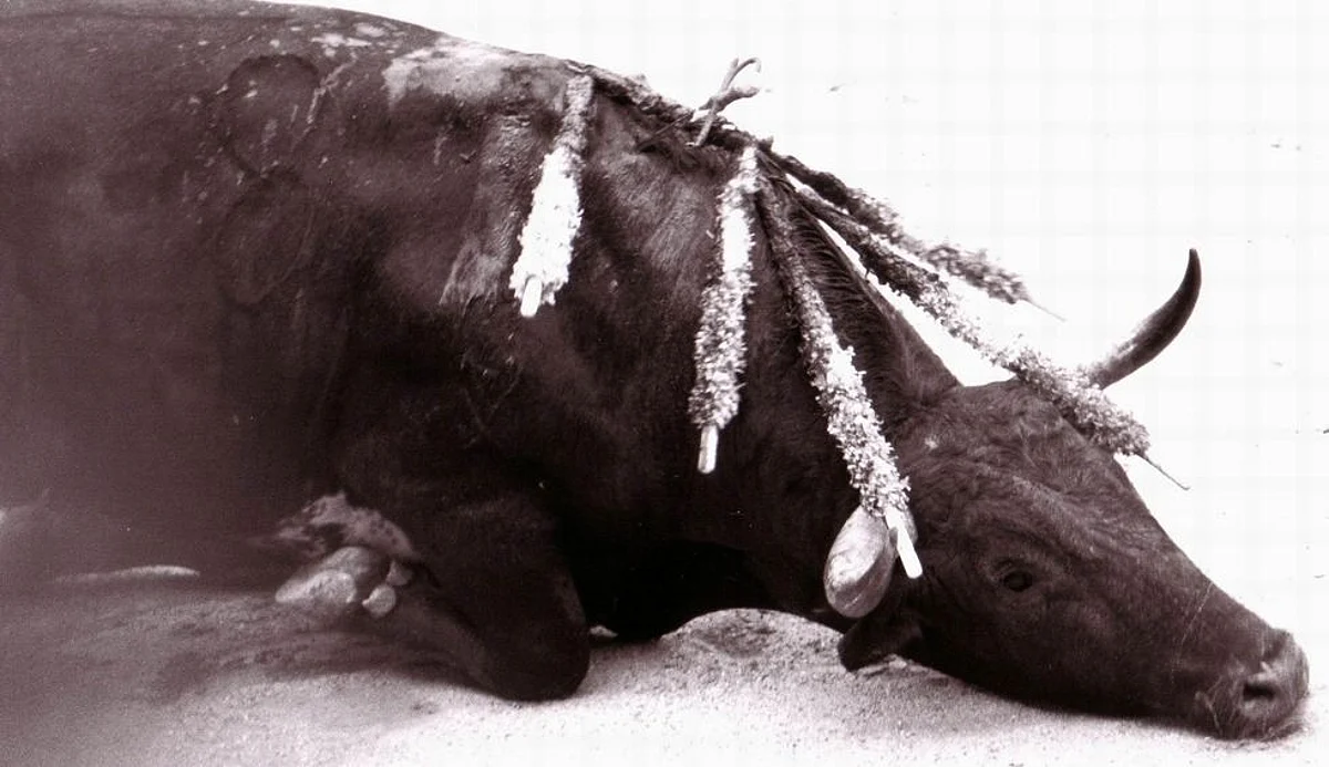 What’s Wrong with Indian Government? Ask Animal Lovers