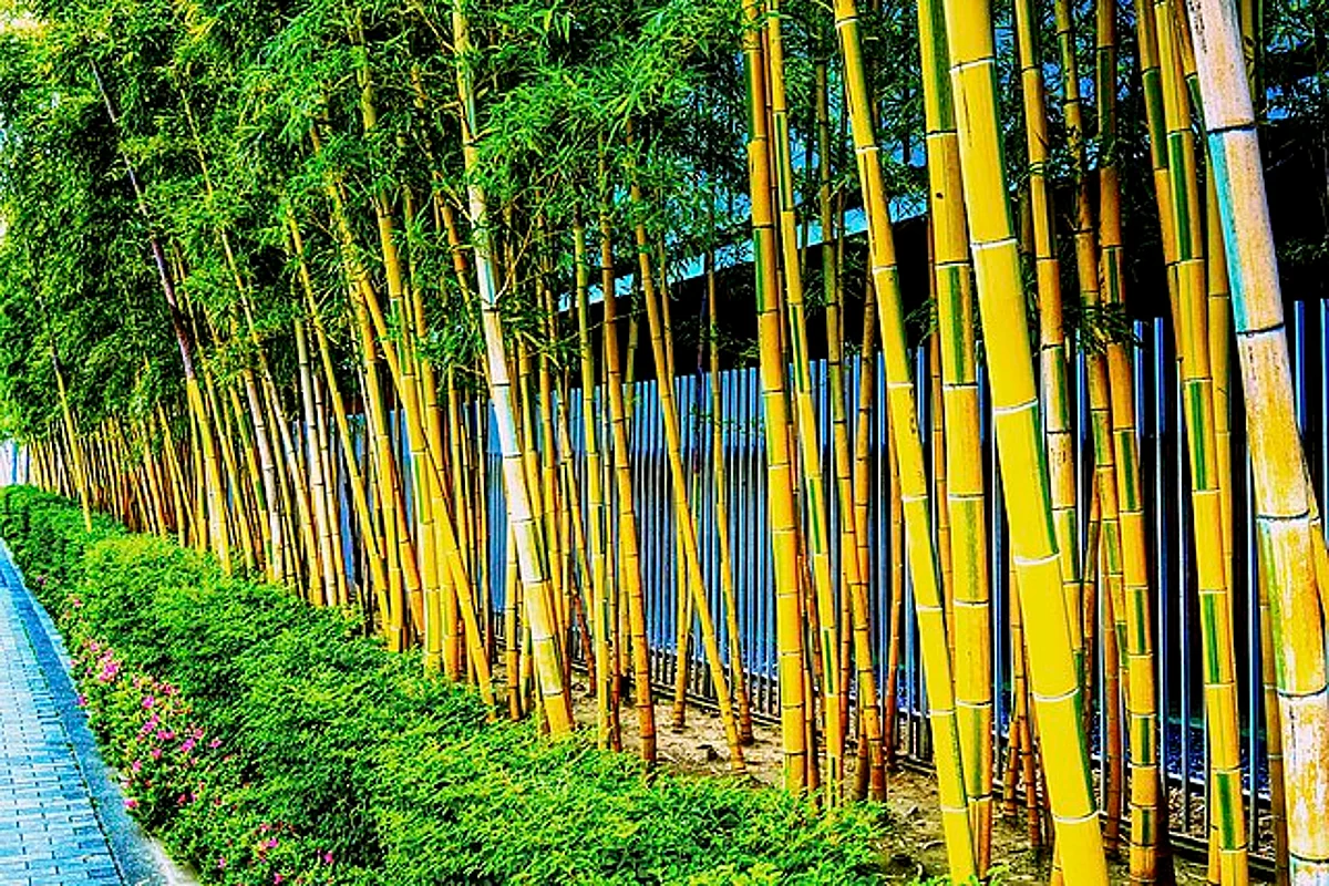 दिल्ली में रखी पहले 'Bamboo Theme Park' की नींव