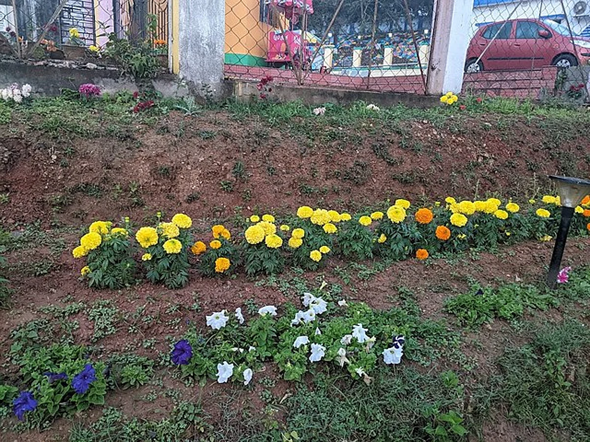 कुछ बारहमासी फूलों के पौधे, आपका गार्डन रहेगा हरा-भरा