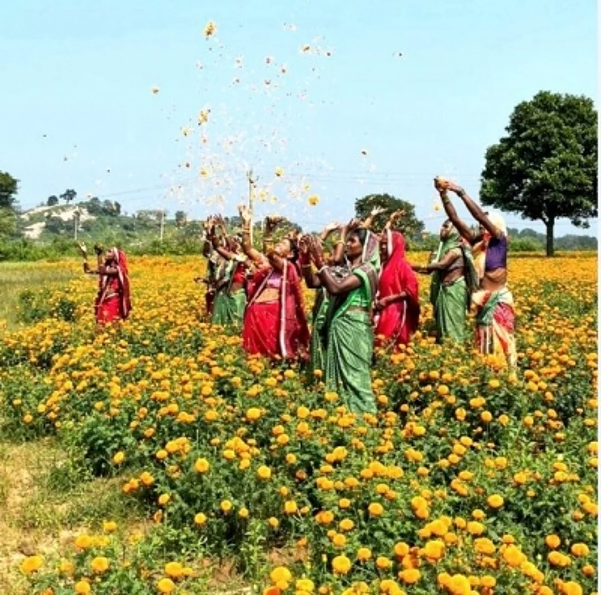 गेंदे और लेमनग्रास की सुगंध लेती महिलाएं