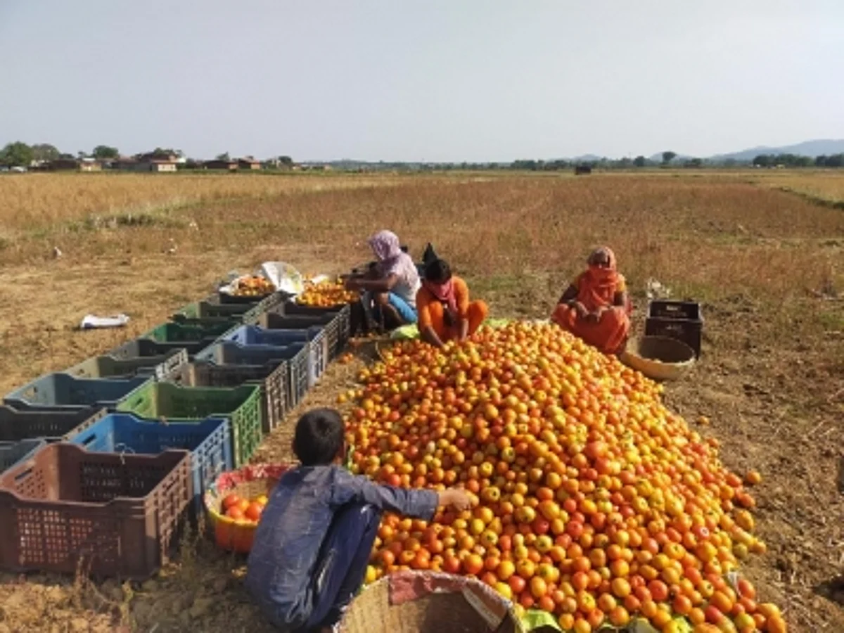 किसान