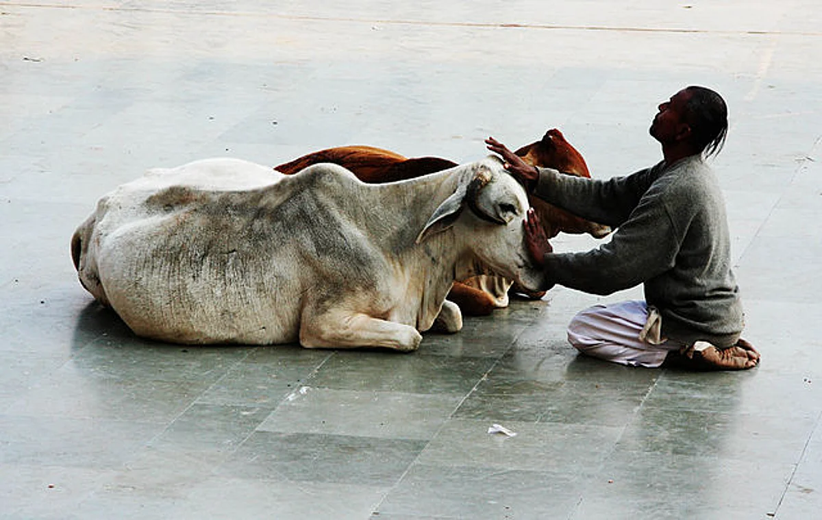 गाय के लिए आस्था