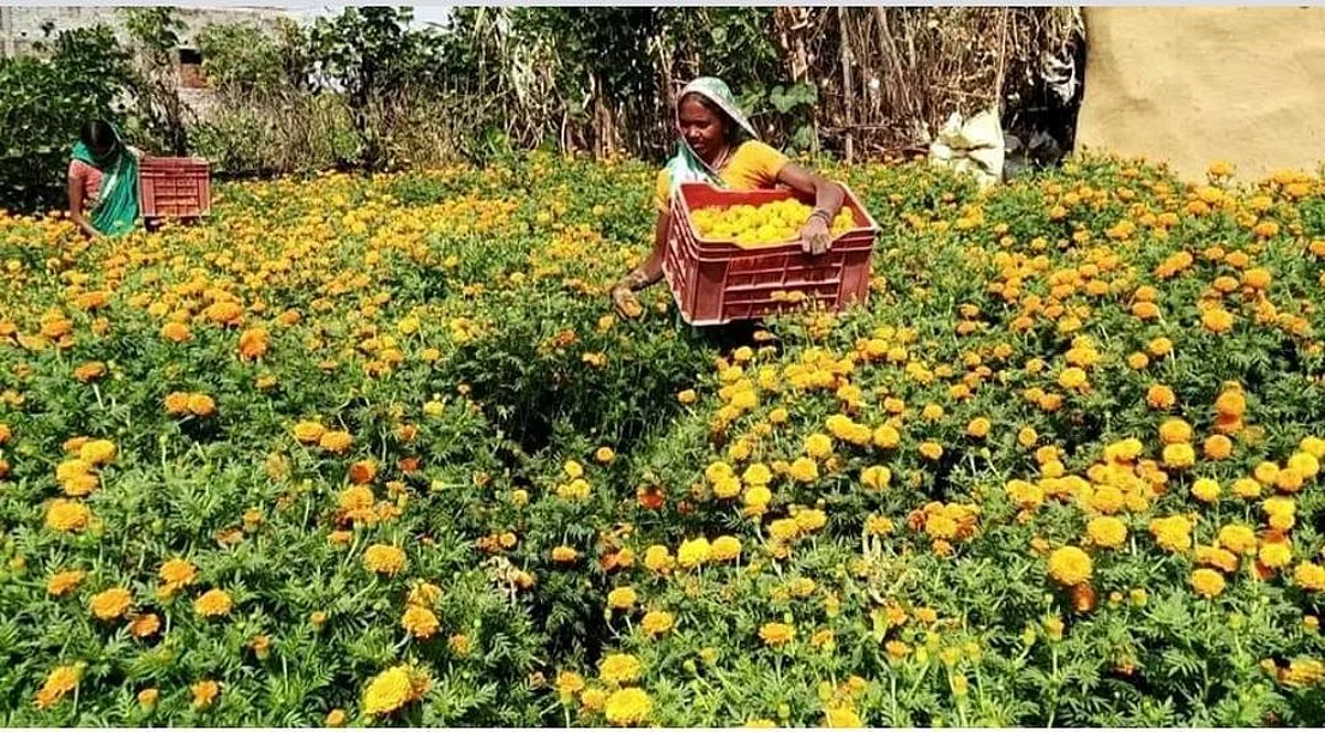 झारखंड में गेंदा फूल की पारंपरिक खेती से ज़्यादा मुनाफा कमा रही महिलाएं