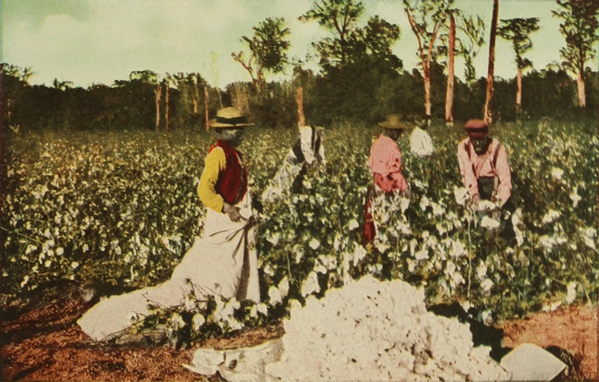 अमेरिकी लोग कपास उठा रहे हैं| (Wikimedia Commons)