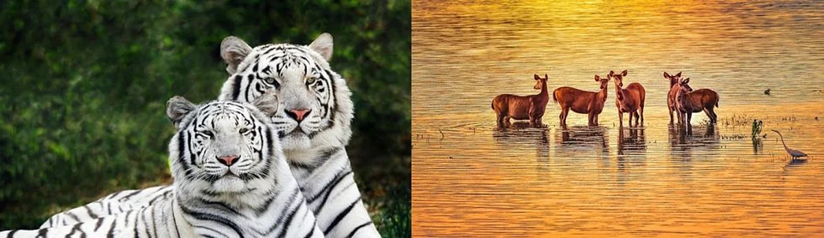पाकिस्तान से आई मूक-बधिर गीता के अपनों से मिलन की जगी आस , जाने कैसे ?