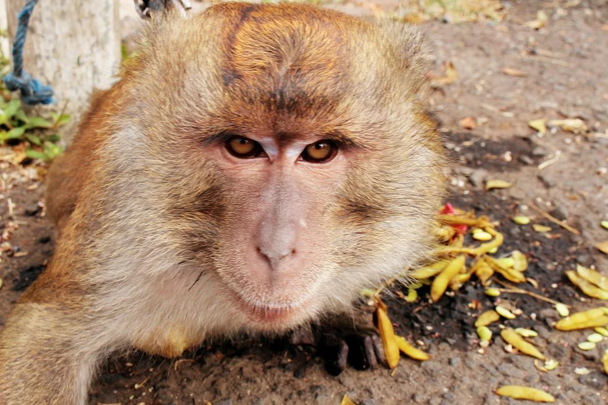 बंदर । (सांकेतिक चित्र, Wikimedia Common)