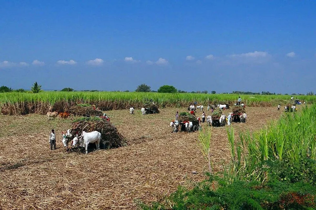 उत्तर प्रदेश में गन्ना उपज प्रतियोगिता हर वर्ष आयोजित की जाती है। (Pixabay)