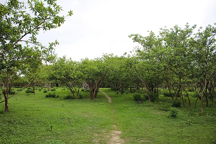 The property in Bagbijaisi village in Ayodhya.