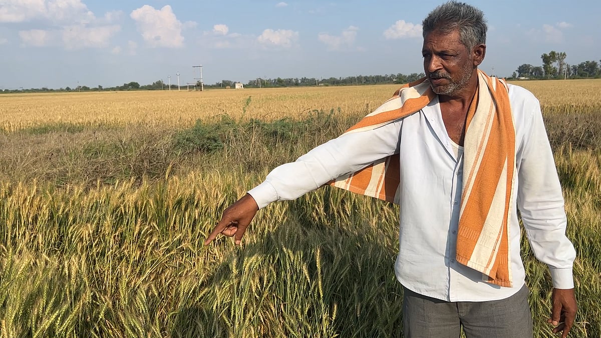 Mounting debt, dip in quality: As rain leaves crops damaged, Rajasthan farmers face double whammy - Vimarsana News