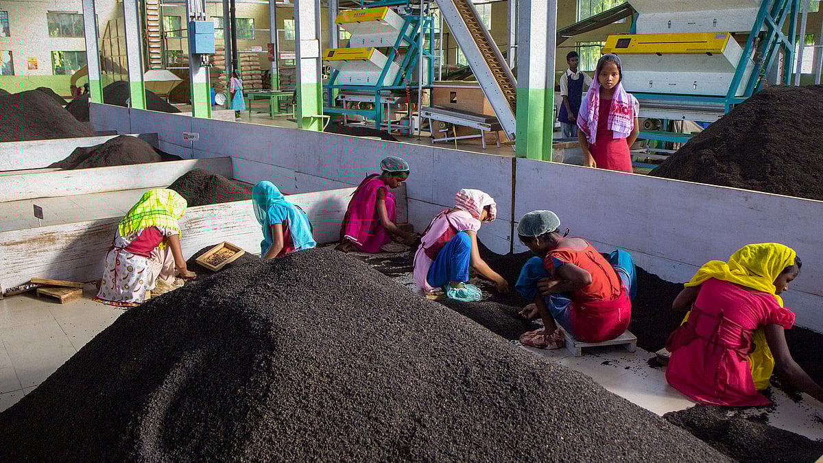 Tea worker’s grisly accident in Assam spotlights how workers are given