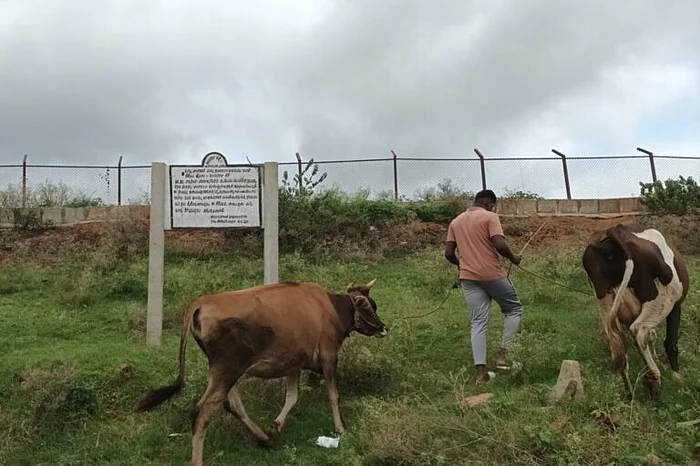 चिकबल्लापुर जिले में कंडावरा झील के पास अपने जानवरों को चराते संतोष. इन झीलों को बेंगलुरु से आने वाले बीयर कंपनियों के गंदे पानी से भरा गया है. इससे जुड़े निर्देश भी जारी किए गए हैं कि इस पानी का इस्तेमाल सीधे तौर पर पीने, हाथ धोने या सिंचाई के लिए न किया जाए.