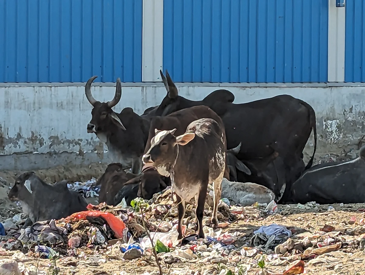 Stray cattle in Narela's Ramlila Ground.