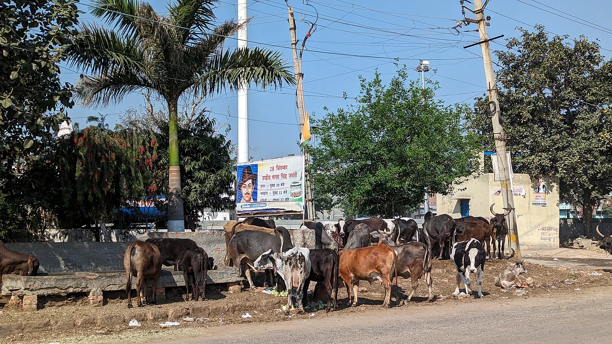 Feeding troughs installed in Narela.